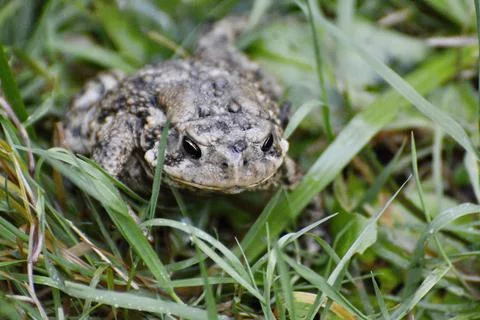 American toad sitting on grass Stock Photos