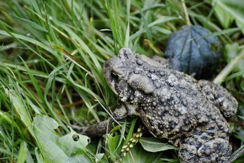 American toad sitting on grass Stock Photos