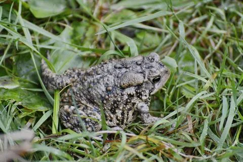 American toad sitting on grass Stock Photos