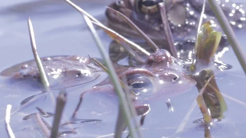 American Toads breeding in pond, partially underwater, 1080p tripod 動画素材 98917516