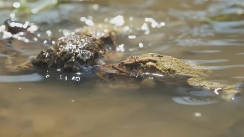 American Toads Spawn 2 Stock Footage 126541728