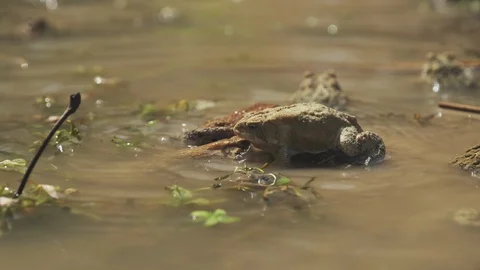 American Toads Spawn 3 Stock Footage 126545327