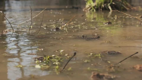 American Toads Spawn Stock Footage 126539623