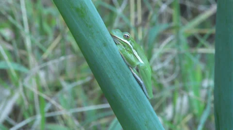 American Tree Frog 1 Stock Footage 38912911