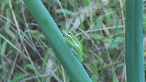 American Tree Frog 2 Stock Footage 38912888