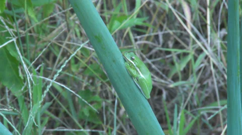 American Tree Frog 3 Stock Footage 38912909