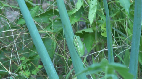 American Tree Frog 4 Stock Footage 38912910