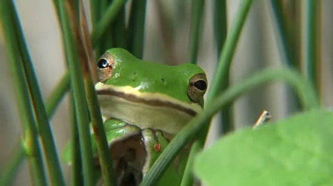 American tree frog Stockbeeldmateriaal 24671188
