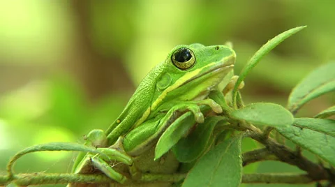 American Tree Frog Stockbeeldmateriaal 29644783
