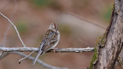 American Tree Sparrow bird Video stock 102922010