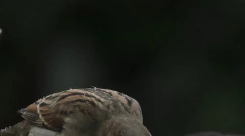 American Tree Sparrow Stock Footage 69060081