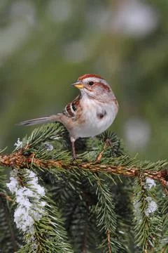 American tree sparrow Stock Photos