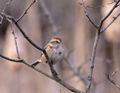American tree sparrow Stock Photos
