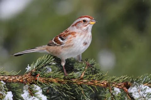 American tree sparrow Stock Photos