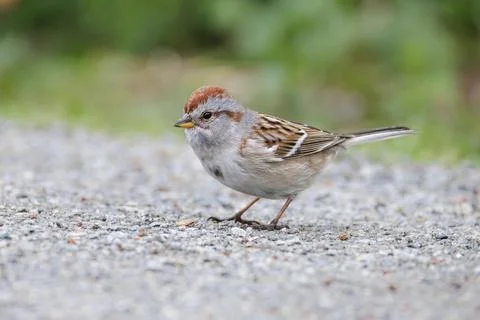 American tree sparrow 스톡 사진
