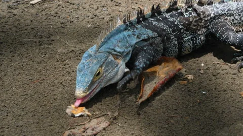 American tropical blue grey lizard eating in the Caribbean Stock Footage 100090048