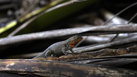American tropical grey lizard in the Caribbean running slow motion Stock Footage 91835239