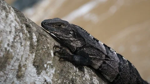 American tropical grey lizard grabbed to a tree next to the Caribbean beach Stock Footage 91835246