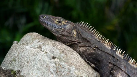 American tropical grey lizard observing the environment in the Caribbean Stock Footage 100089978