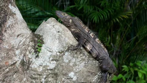 American tropical grey lizard observing the environment in the Caribbean Stock Footage 100089984