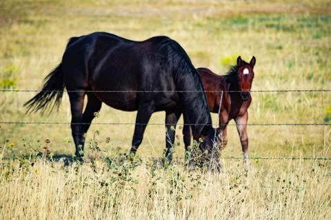 American West Stock Photos