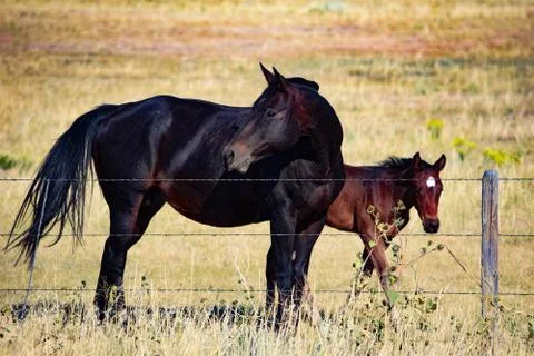 American West Stock Photos