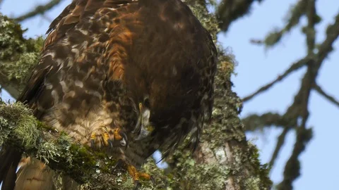 American Western Red Tailed Hawk perched in a tree cleaning it's talons Stock-Footage 102457332