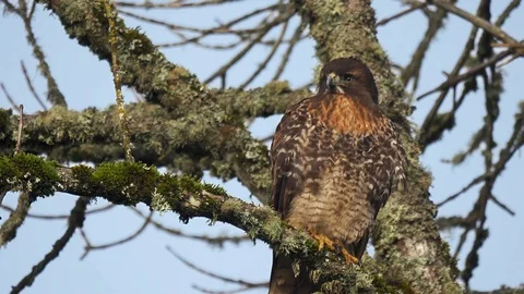 American Western Red Tailed Hawk perched high in tree turning head glaring look Stock Footage 102457940