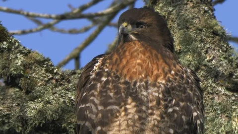 American Western Red Tailed Hawk perched high in a tree looking focused Stock Footage 102458310