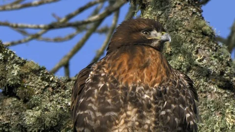 American Western Red Tailed Hawk perched high in tree grooming feathers Stock Footage 102458386