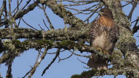 American Western Red Tailed Hawk perched high in tree cleaning feathers Stock Footage 102458652