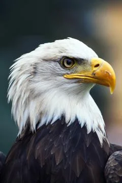 American white-headed eagle Stock Photos