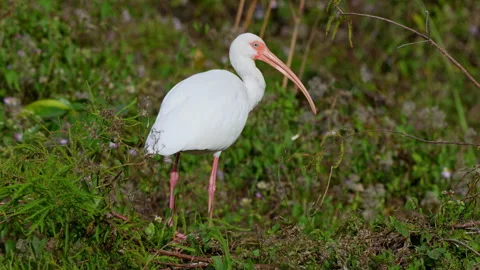 AMERICAN WHITE IBIS Stock Footage 273192015