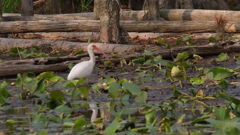 American White Ibis Foraging In Shallow Wetland Water Surrounded By Green Stockbeeldmateriaal 345000077