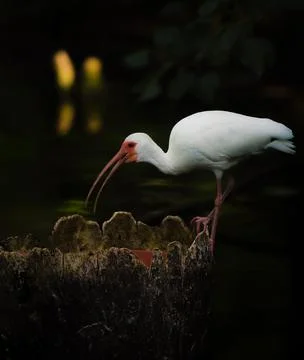 American White Ibis Stock Photos