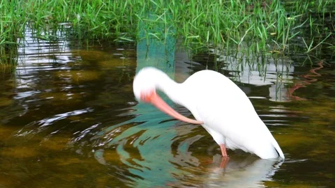 American White Ibis Taking a Bath 4K Stock Footage 78616463