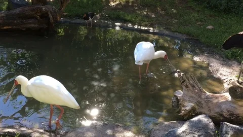 American white ibis in watter Stock Footage 78751592