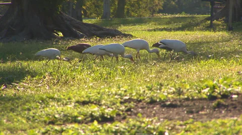 American White Ibises Video stock 33128786