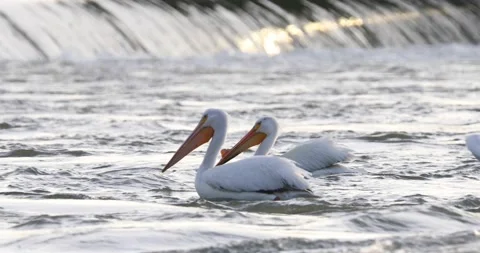 American White Pelican Stock Footage 195404671
