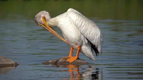 American White Pelican stand Stock Footage 310328432