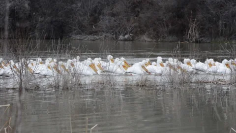 American white pelicans floating down river in flock Stock Footage 154326590