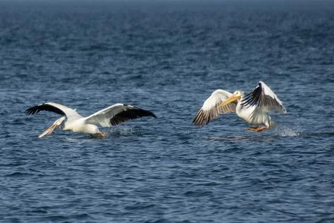 American white pelicans flying Stock Photos