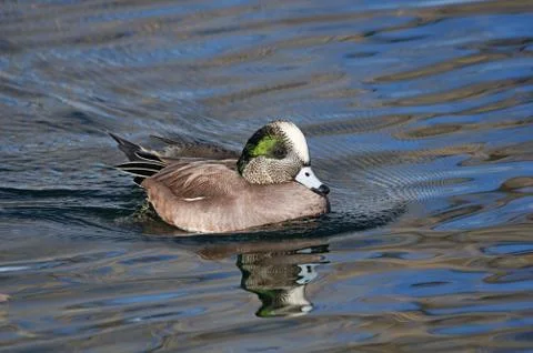 American Widgeon Stock Photos