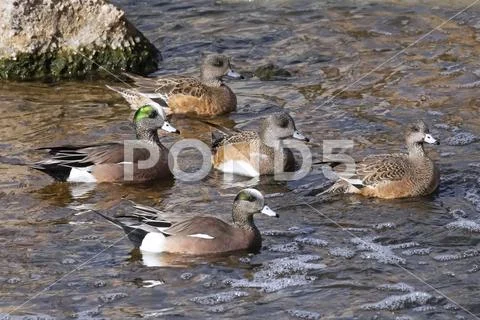 American Widgeons (Mareca americana) swimming in shallow water Stock Photos