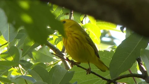 American yellow warbler (Setophaga petechia) with bugs in its mouth - HD 1080p Stock Footage 91292053