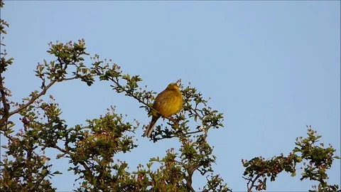 American yellow warbler sits on a tree branch Stock Footage 88488804