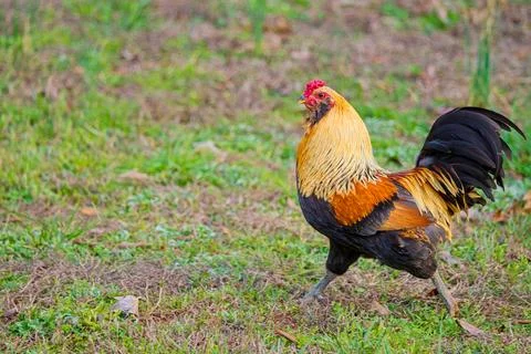 Americana rooster Stock Photos