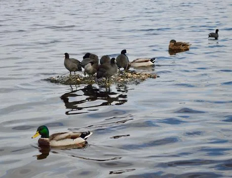 AmericanCootsandMallards Stock Photos