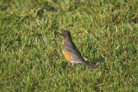 AmericanRobininGrass 1 Stock Photos