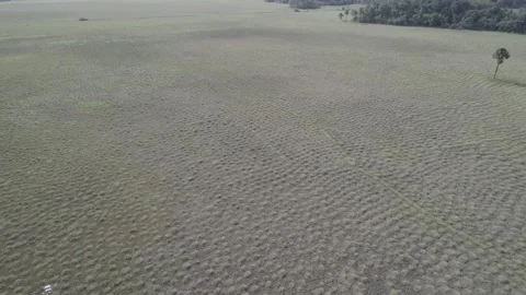Amerindian Mounds and Raised Fields, French Guiana (Aerial View) Stock Footage 312354620